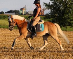 dressage horse Socke von Sukuta (7,03% ox) (Edelbluthaflinger, 2012, from Sukuta (5,47% ox))