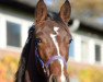 dressage horse Finniestone (Hanoverian, 2016, from Fuechtels Floriscount OLD)