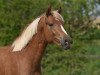 dressage horse Captain J (German Riding Pony, 2018, from Captain Meyer WE)