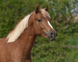 Dressurpferd Captain J (Deutsches Reitpony, 2018, von Captain Meyer WE)