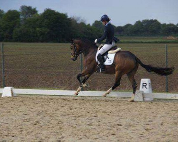 dressage horse Heartbreaker P (German Riding Pony, 2011, from Hemingway B)