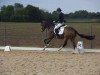 dressage horse Heartbreaker P (German Riding Pony, 2011, from Hemingway B)