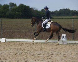 dressage horse Heartbreaker P (German Riding Pony, 2011, from Hemingway B)