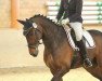 dressage horse Clim-Bim (Westphalian, 2007, from Con Abajo)