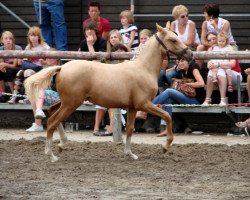 dressage horse Honey Moon P (German Riding Pony, 2010, from Hemingway B)