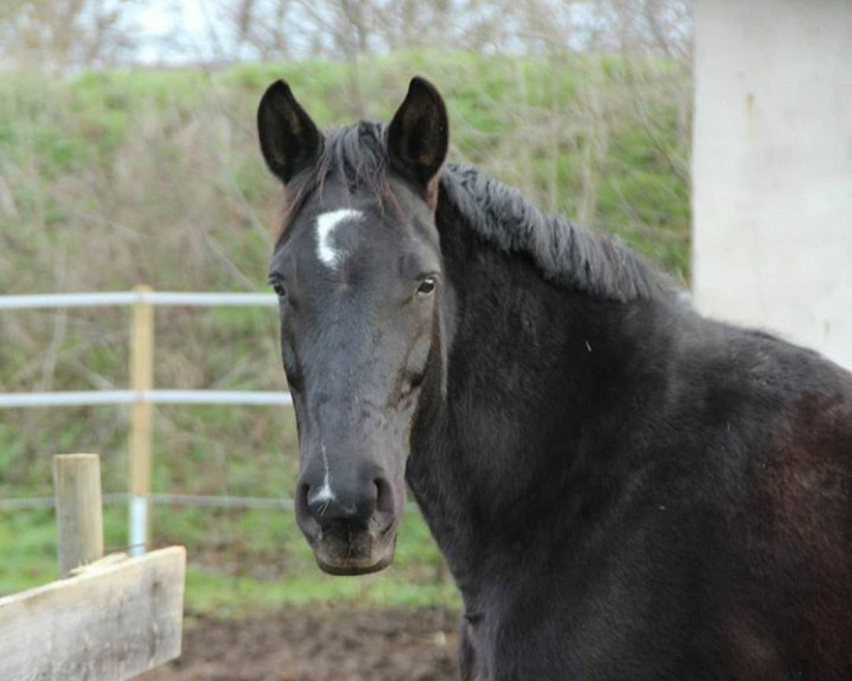 broodmare Ferros Küsschen (Westphalian, 2004, from Ferro's Sohn)