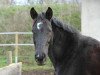 broodmare Ferros Küsschen (Westphalian, 2004, from Ferro's Sohn)