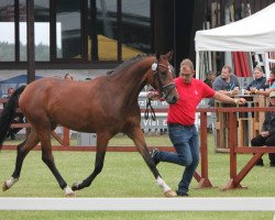 broodmare Bon-Fire P (Westphalian, 2017, from Callaho's Benicio)