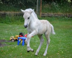 Pferd Hjertehest Swanjo (Fjordpferd, 2018, von Solfin Skovå)