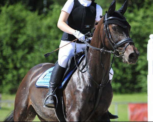 broodmare Naomi (KWPN (Royal Dutch Sporthorse), 1995, from Houston)