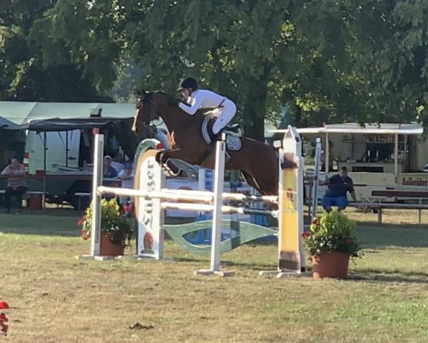 broodmare Greta (German Sport Horse, 2004, from Glenn Alme)