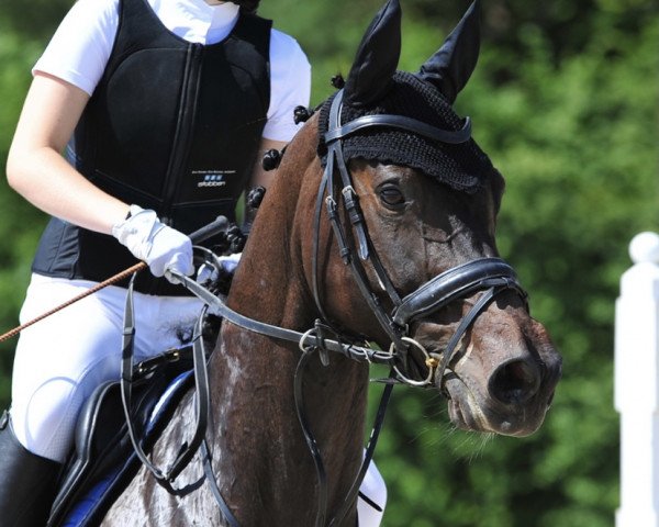 dressage horse Naomi Hocus Pocus (KWPN (Royal Dutch Sporthorse), 2012, from Wynton)