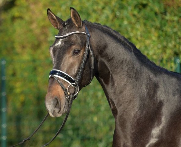 stallion Silver Credit (Hanoverian, 2015, from Mtf Starpower)
