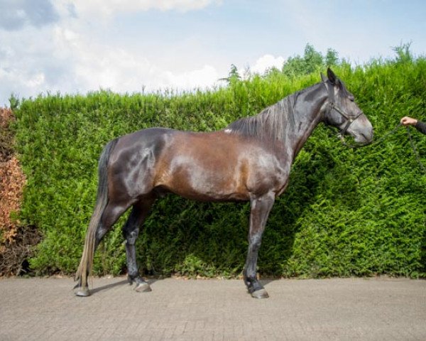Pferd Prince van Verrebroek (Shagya-Araber, 2015)