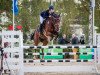 jumper Tuxedo (Oldenburg show jumper, 2006, from Toulon)