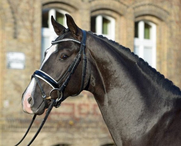 stallion Danestos (Westphalian, 2015, from Dante Weltino OLD)