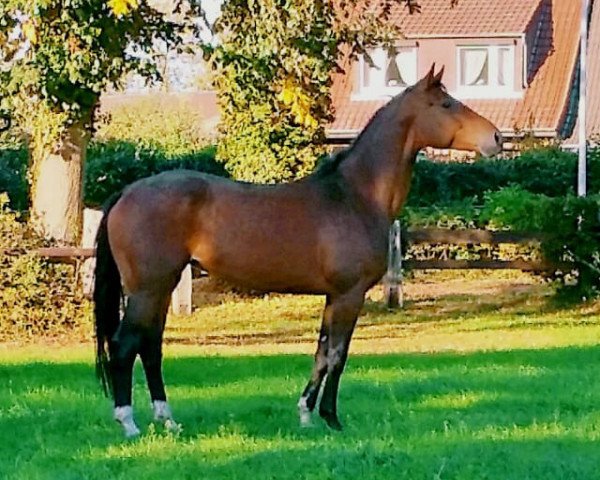 dressage horse Baghira (Oldenburg, 2012, from Bretton Woods)