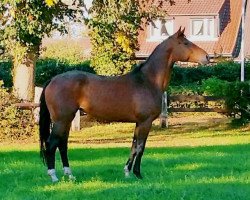 dressage horse Baghira (Oldenburg, 2012, from Bretton Woods)