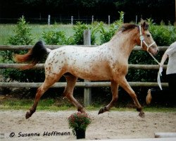 broodmare Golden Fantasy (Knabstrupper,  , from Thor)