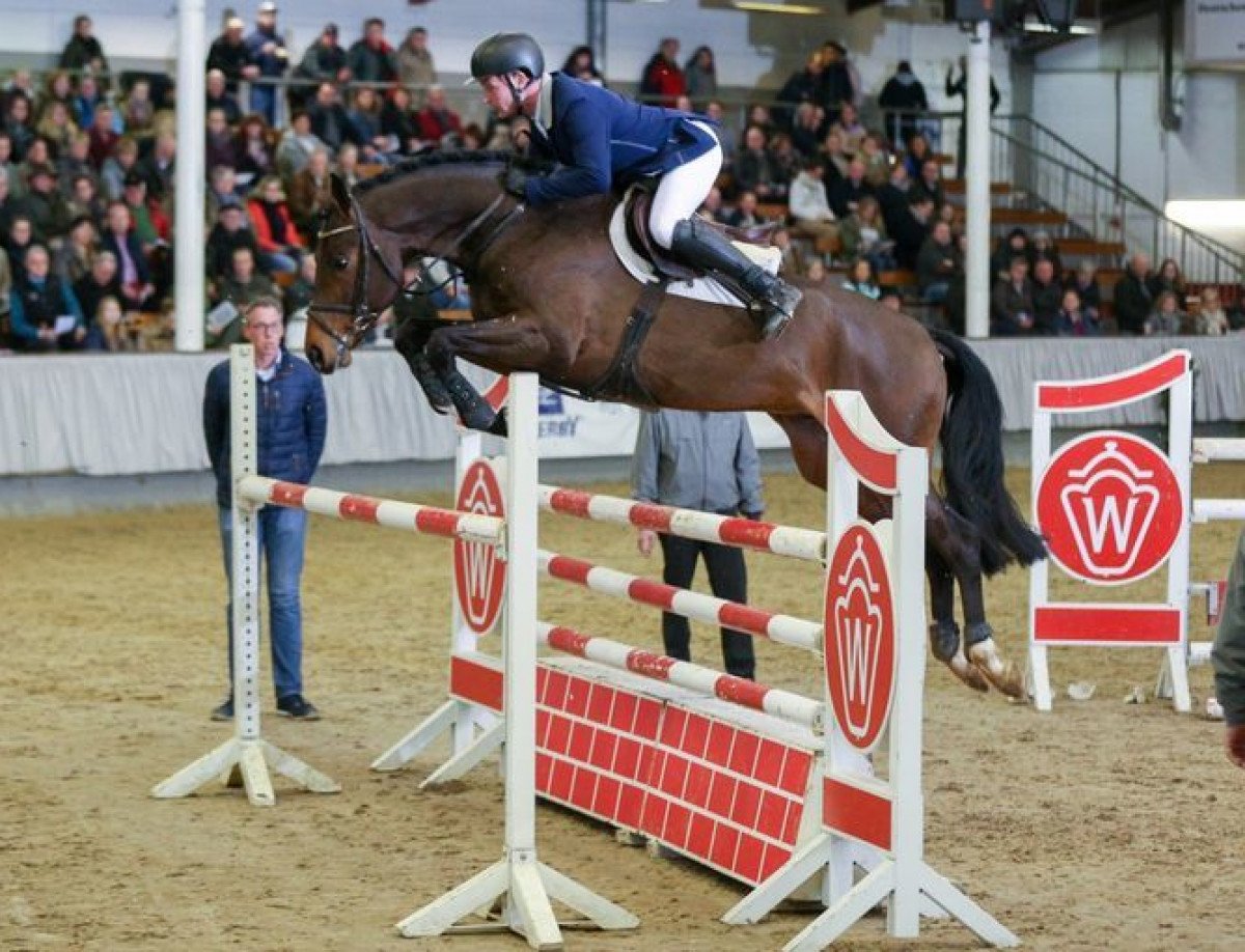 stallion Valenciso (KWPN (Royal Dutch Sporthorse), 2013, from van Gogh)