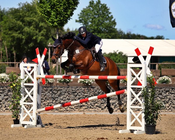 jumper Cord 14 (German Sport Horse, 2009, from Cato)