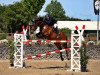 jumper Cord 14 (German Sport Horse, 2009, from Cato)