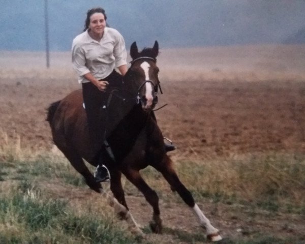 broodmare Gipsy (German Warmblood, 1978, from Apoll)