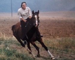 Zuchtstute Gipsy (Deutsches Reitpferd, 1978, von Apoll)