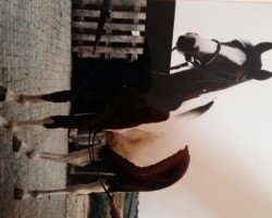 broodmare Mirah (German Warmblood, 1990, from Ico)