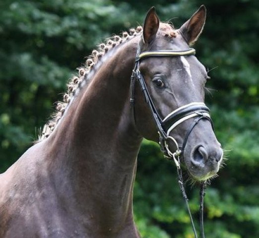 stallion Selectric (Westphalian, 2015, from Sezuan)