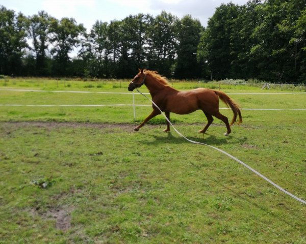 horse Balou 547 (Polish Warmblood, 2000, from Krawat)