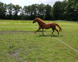 Pferd Balou 547 (Polnisches Warmblut, 2000, von Krawat)