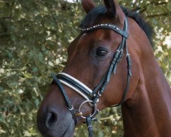 dressage horse Riano Gold (Westphalian, 2007, from Riccio)