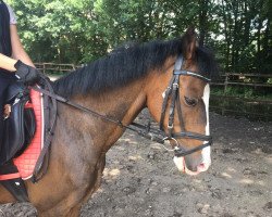 dressage horse Titus Boy (Welsh-Pony (Section B), 2000, from Elphicks Facade)