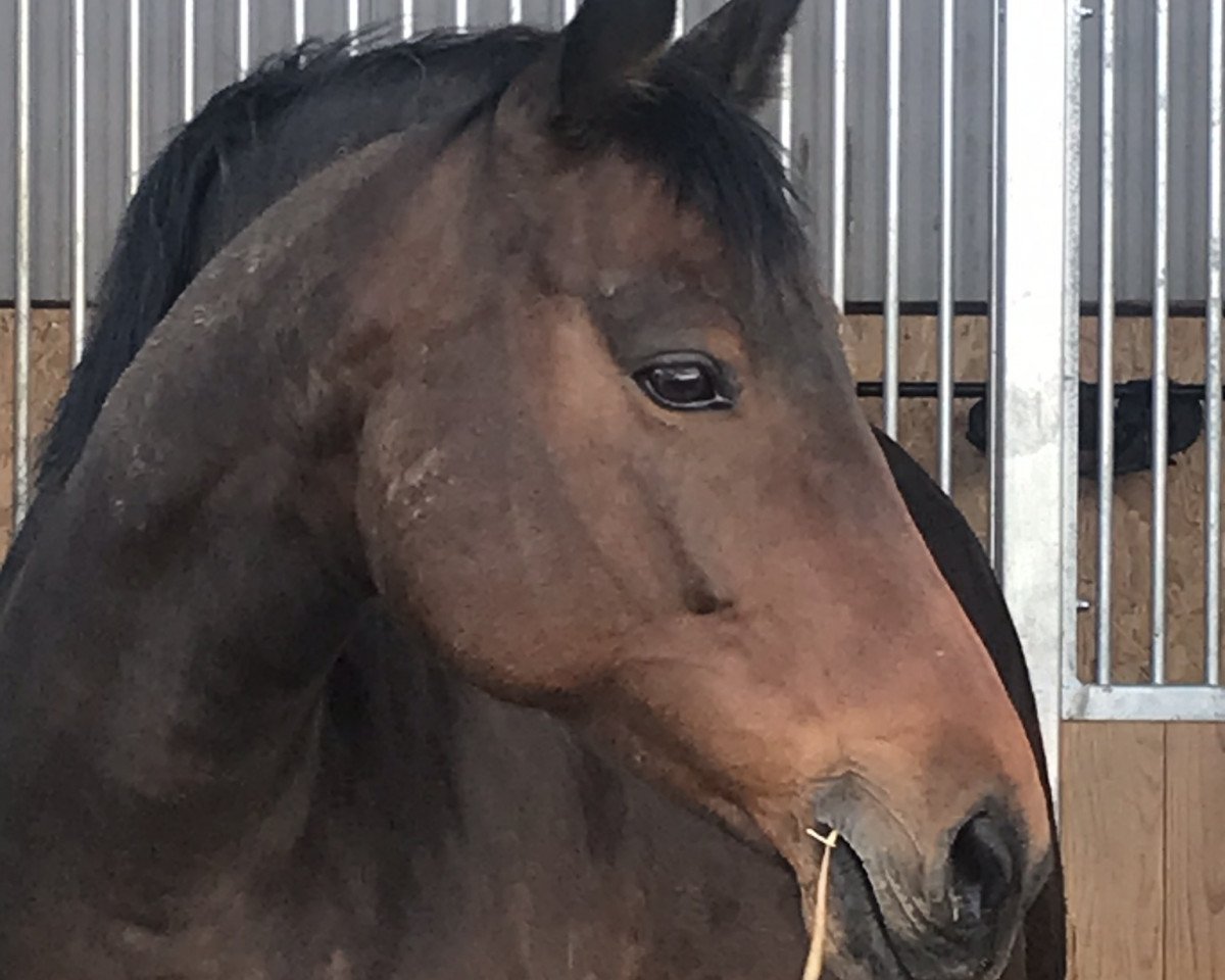 broodmare Queen Piccola (Westphalian, 2011, from Quattro B)