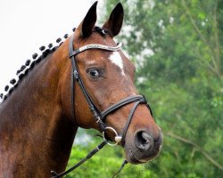 dressage horse Keanu Blue (Trakehner, 2003, from Insterburg TSF)