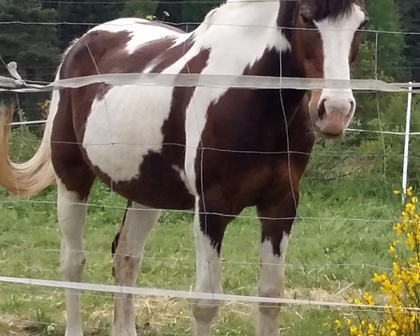 jumper Cayco (Pinto / Hunter, 1998, from Cayman)