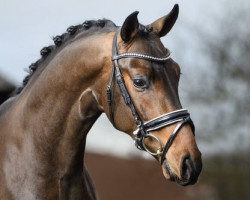 dressage horse Fürst Samarant (Hannoveraner, 2015, from For Romance I)