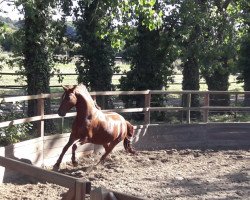 dressage horse Delphi 53 (German Riding Pony, 2010, from FS Don't Worry)