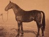stallion Schwan I (Westphalian, 1937, from Schwank)