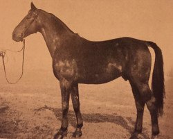 stallion Schwan I (Westphalian, 1937, from Schwank)