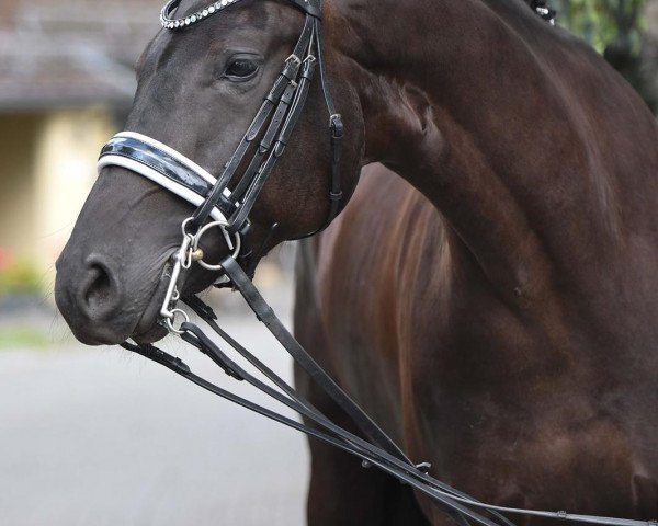 dressage horse Fidibus (Württemberger, 2013, from For Romance I)