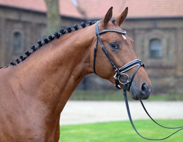 stallion Emil 166 (Royal Warmblood Studbook of the Netherlands (KWPN), 2015, from Etoulon VDL)