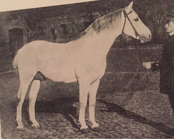 stallion Burgadler (Westphalian, 1908)