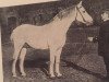 stallion Burgadler (Westphalian, 1908)
