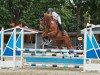 jumper Zora 167 (Oldenburg show jumper, 2014, from Zinedine)