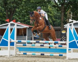 jumper Zora 167 (Oldenburg show jumper, 2014, from Zinedine)