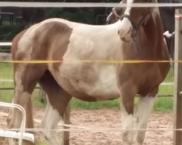 broodmare Nemica (German Warmblood, 1994, from Nimbus Ass)