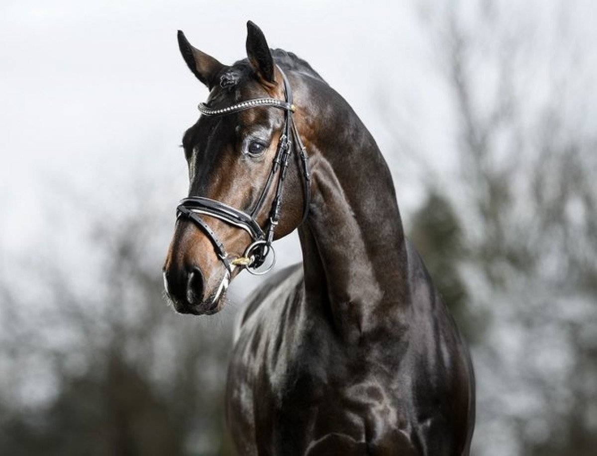 Deckhengst Blue Hors Dreamline (Dänisches Warmblut, 2012, von Don Olymbrio)