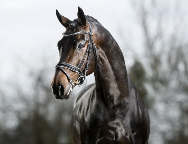 stallion Blue Hors Dreamline (Danish Warmblood, 2012, from Don Olymbrio)